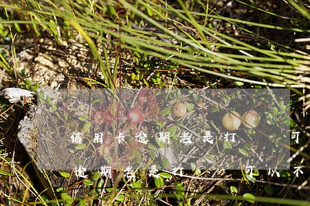信用卡逾期老是打電話可以不接嗎-信用卡逾期老是打電話可以不接嗎怎么辦