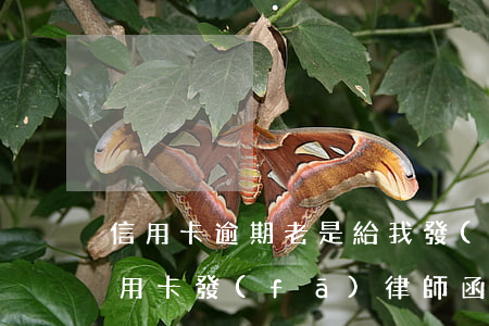 信用卡逾期老是給我發(fā)律師函(欠信用卡發(fā)律師函來(lái)了怎么辦)