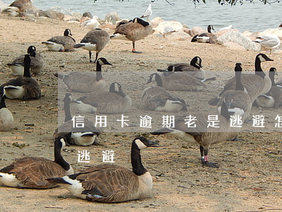信用卡逾期老是逃避怎么辦（信用卡逾期老是逃避）
