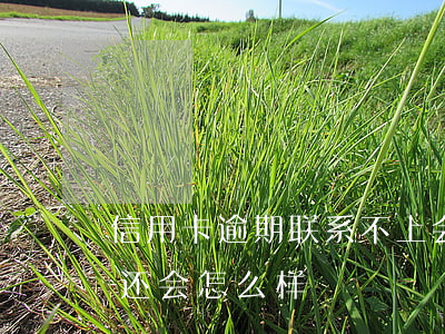信用卡逾期联系不上会怎样(欠信用卡逾期不还会怎么样)