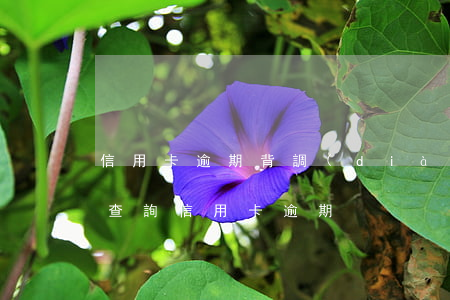 信用卡逾期背調(diào)能過嗎-如何查詢信用卡逾期