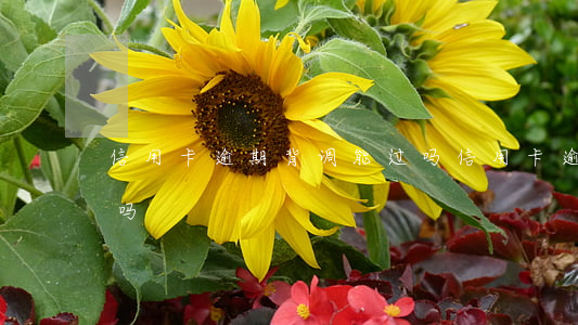 信用卡逾期背调能过吗(信用卡逾期影响背调吗)