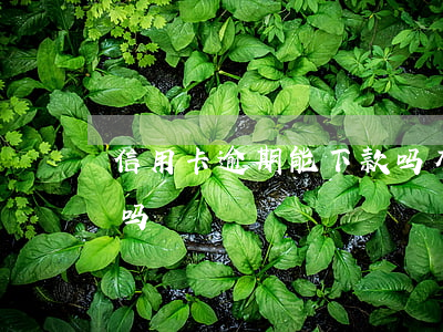 信用卡逾期能下款吗 有信用卡逾期可以贷款吗