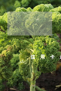 信用卡逾期能不上 逾期還能用信用卡嗎