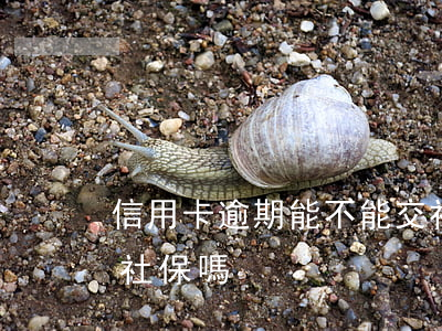 信用卡逾期能不能交社保(信用卡逾期影響交社保嗎?)