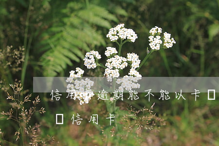信用卡逾期能不能以卡辦卡(有過逾期能不能辦信用卡)