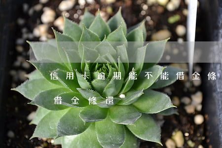 信用卡逾期能不能借金條(信用卡逾期能不能借金條還)