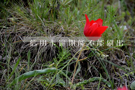 信用卡逾期能不能刷出來(lái)