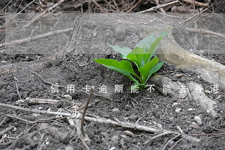 信用卡逾期能不能去香港(国外信用卡逾期怎么办)