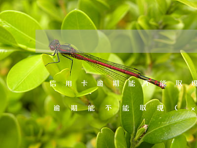 信用卡逾期能不能取現(xiàn)(信用卡逾期能不能取現(xiàn)金出來)