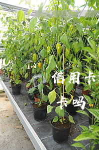 信用卡逾期能不能存钱进去(钱可以存进信用卡吗)