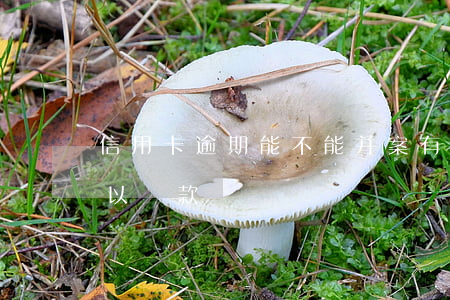 信用卡逾期能不能并案(有信用卡逾期的還可以貸款嗎)