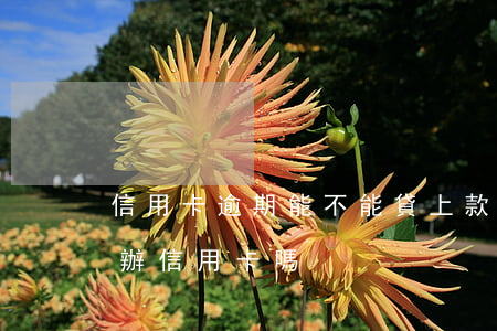 信用卡逾期能不能貸上款(銀行貸款逾期還能辦信用卡嗎)