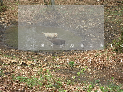 信用卡逾期能不能貸公積金(住房公積金貸款信用卡有逾期怎么辦)