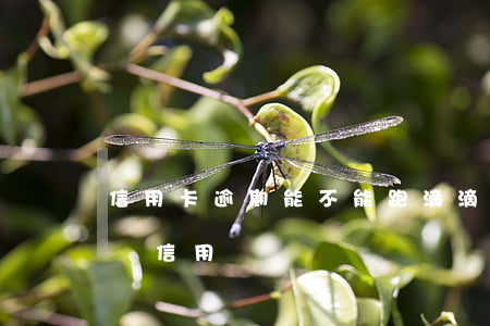 信用卡逾期能不能跑滴滴(滴滴出行欠錢會影響信用嗎)