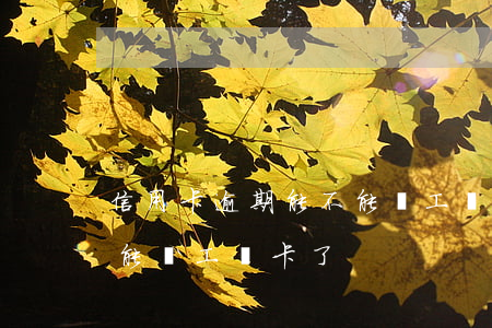 信用卡逾期能不能辦工資卡(信用卡逾期能不能辦工資卡了)