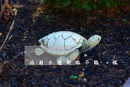 信用卡逾期能不能辦理簽證(欠信用卡可以辦簽證嗎)