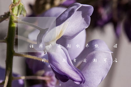 信用卡逾期能不能辦理購(gòu)房貸款(銀行貸款有逾期可以辦理信用卡嗎)