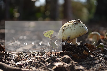 信用卡逾期能不能辦社保(信用卡逾期影響單位交社保嗎)