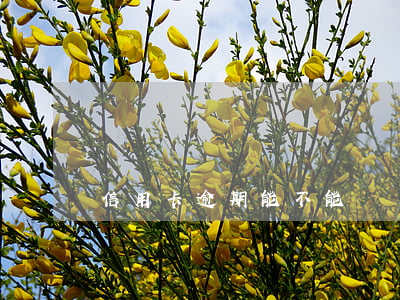 信用卡逾期能不能辦車貸(信用卡逾期能不能辦車貸)