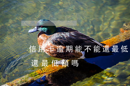 信用卡逾期能不能還最低(信用卡逾期后還能還最低額嗎)