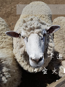 信用卡逾期能乘坐高鐵嗎-欠信用卡逾期可以坐火車嗎