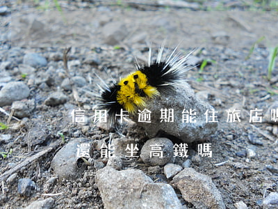 信用卡逾期能住旅店嗎貼吧 我信用卡逾期了還能坐高鐵嗎