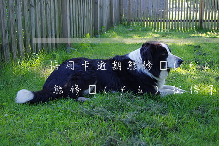 信用卡逾期能修復(fù)征信(信用卡逾期能修復(fù)征信不)