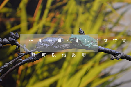 信用卡逾期能借出微粒貸嗎(征信有逾期微粒貸可以借款嗎)