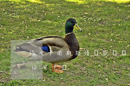 信用卡逾期能借貸款嗎(銀行貸款逾期還能辦信用卡嗎)