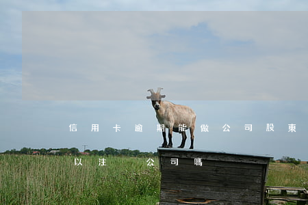 信用卡逾期能做公司股東嗎(有信用卡逾期可以注冊公司嗎)