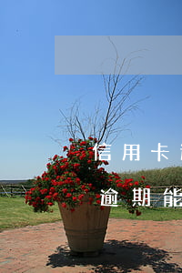 信用卡逾期能做手機(jī)分期嗎(信用卡逾期能做手機(jī)分期嗎)