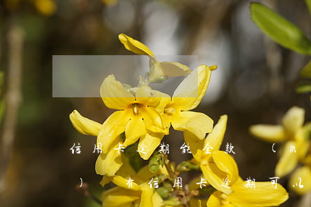 信用卡逾期能全款買(mǎi)車(chē)嗎(有信用卡逾期可以貸款買(mǎi)車(chē)嗎)