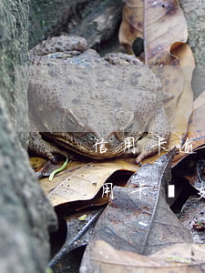信用卡逾期能凍結(jié)支付寶嗎(欠信用卡錢支付寶的錢會(huì)不會(huì)被凍結(jié))