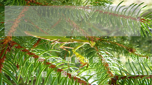 信用卡逾期能出國旅游嗎(父親信用卡逾期子女能出國旅游嗎)