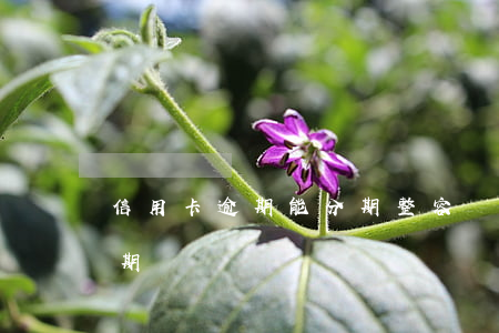 信用卡逾期能分期整容嗎(信譽卡逾期可以分期還嗎)