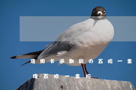信用卡逾期能办五险一金吗(信用不好可以办理五险一金吗)