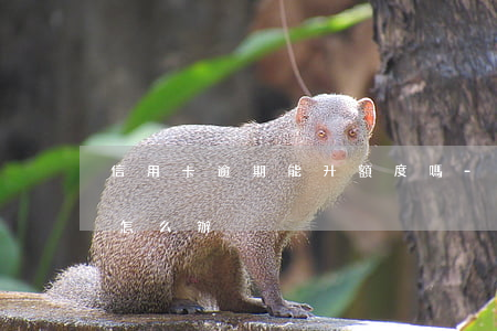 信用卡逾期能升額度嗎-還信用卡額度超了怎么辦