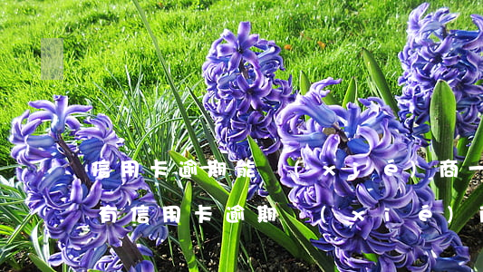 信用卡逾期能協(xié)商一次還清(有沒有信用卡逾期協(xié)商還本金成功了的)