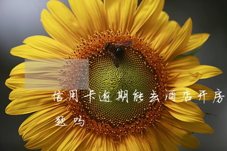 信用卡逾期能去酒店开房吗(逾期住酒店有问题吗)