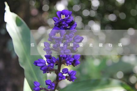 信用卡逾期能去銀行嗎