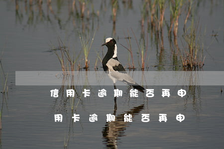 信用卡逾期能否再申請網(wǎng)貸(信用卡逾期能否再申請網(wǎng)貸還款)