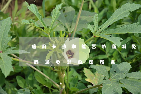 信用卡逾期能否协商减免利息(信用卡逾期协商减免利息和罚金)