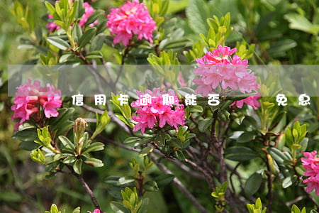信用卡逾期能否掛賬免息