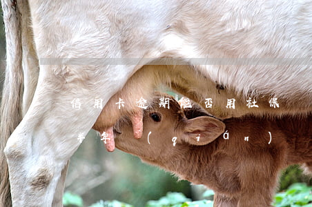 信用卡逾期能否用社保還(為什么信用卡逾期半年錢(qián)還了怎么還能用)