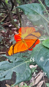 信用卡逾期能否辦理房貸(信用卡逾期可以貸房款嗎)