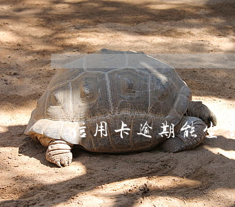 信用卡逾期能坐高鐵嗎(信用卡逾期不能坐高鐵嗎)