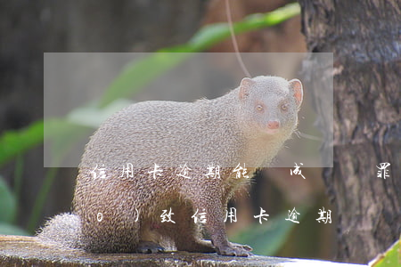 信用卡逾期能夠成詐騙罪嗎(被詐騙導(dǎo)致信用卡逾期)