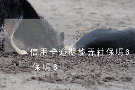 信用卡逾期能弄社保嗎6(信用卡逾期能弄社保嗎6)