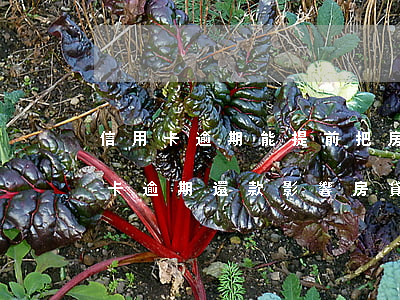 信用卡逾期能提前把房貸還了吧(有一次信用卡逾期還款影響房貸嗎)
